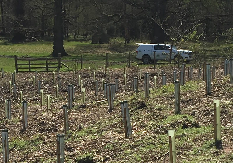Forestry